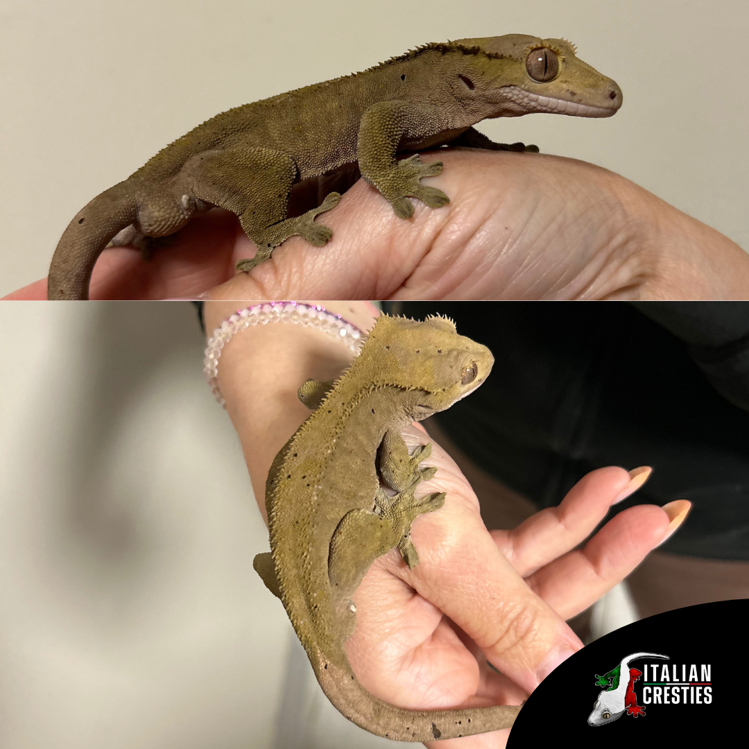 vendita geco ciliatus