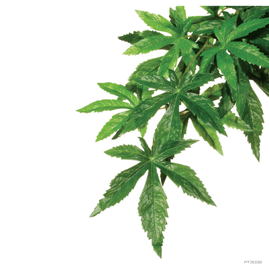 PLANTS ABUTILON/LARGE