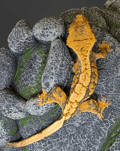 CNLR01 C. CILIATUS EXTREME HARLEY 0.0.1