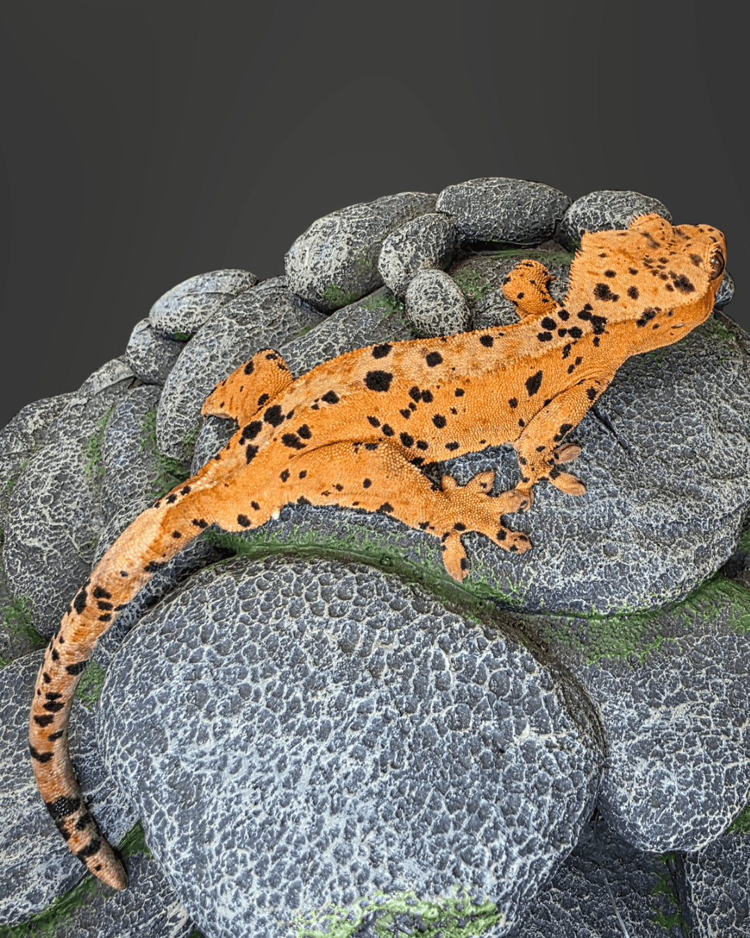 C. CILIATUS SUPERDALMATIAN MASCHIO
