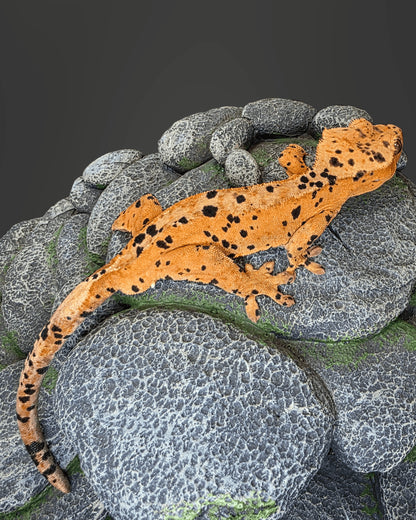 C. CILIATUS SUPERDALMATIAN MASCHIO
