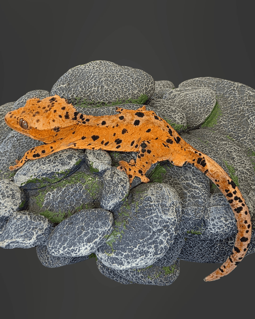 C. CILIATUS SUPERDALMATIAN MASCHIO