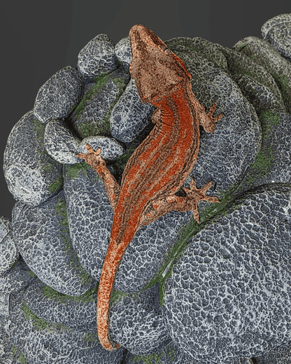 ANMD01 - R. AURICULATUS RED STRIPE 0.0.1