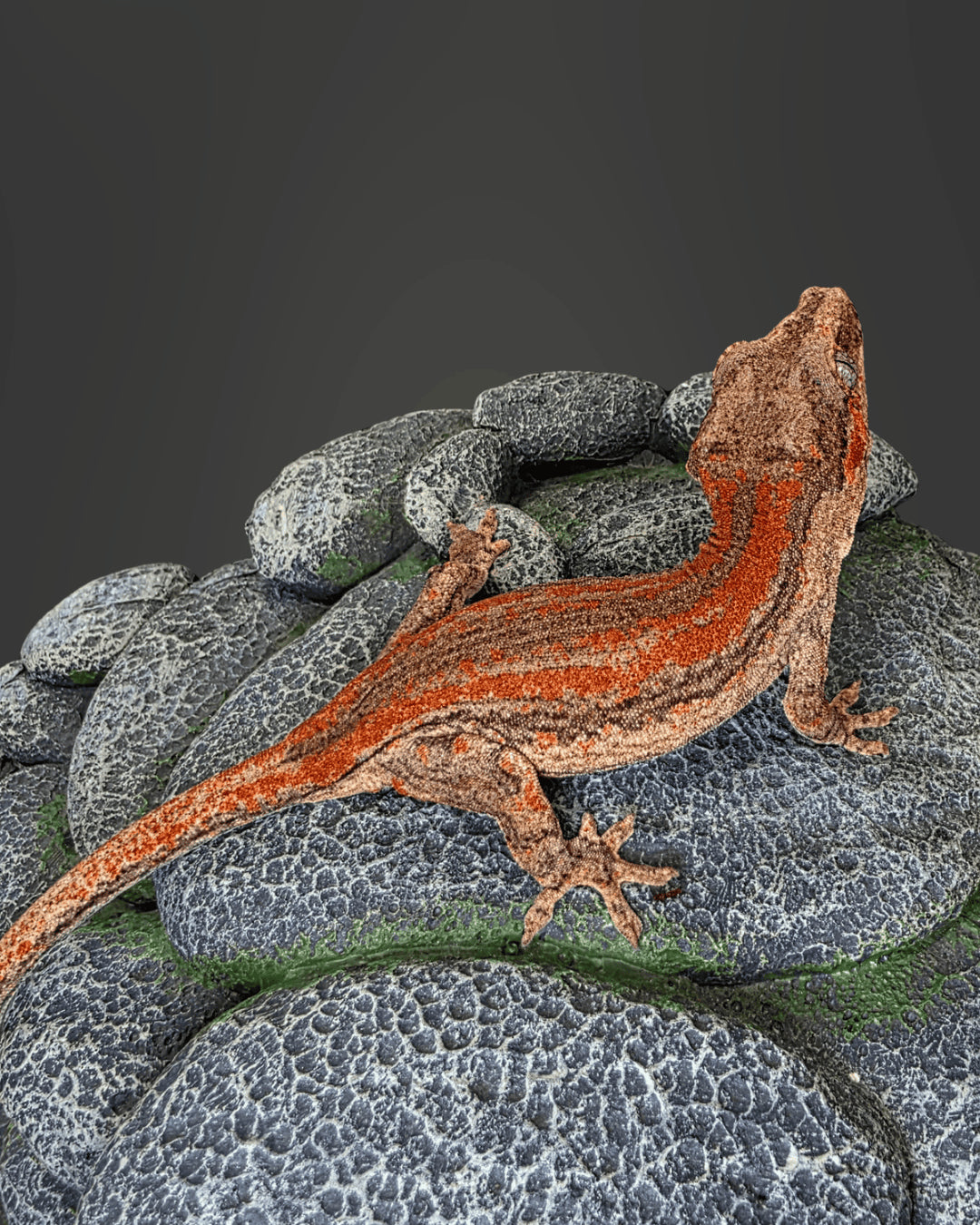 ANMD01 - R. AURICULATUS RED STRIPE 0.0.1