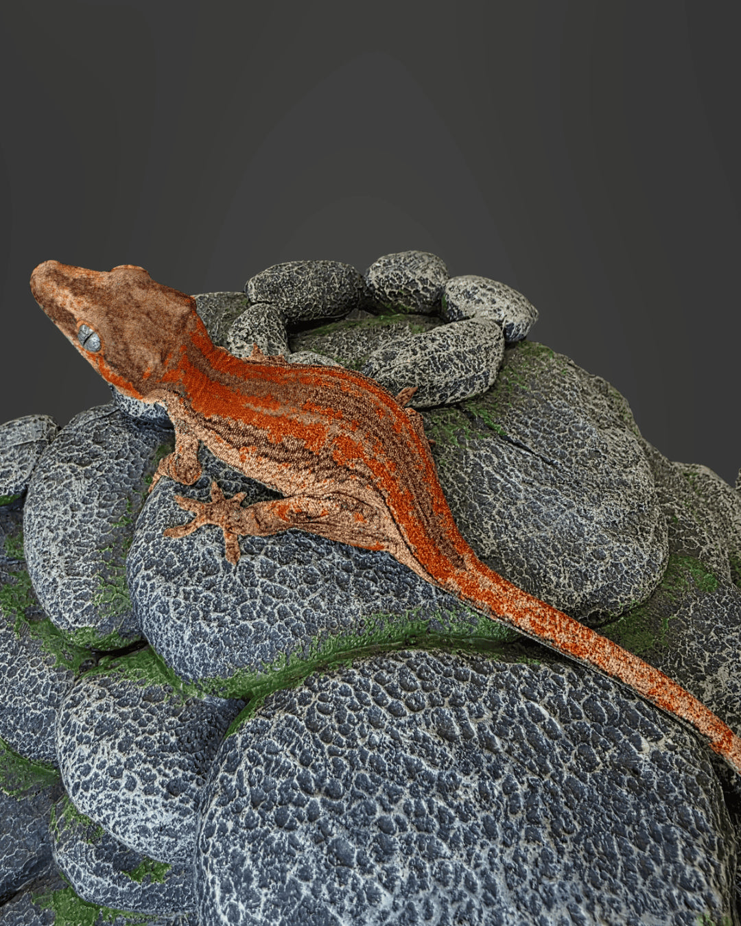 ANMD01 - R. AURICULATUS RED STRIPE 0.0.1