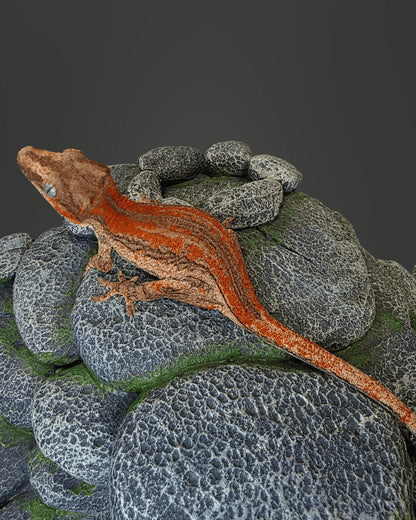 ANMD01 - R. AURICULATUS RED STRIPE 0.0.1