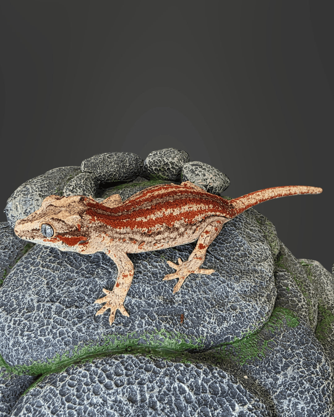 ANMD03 - R. AURICULATUS RED STRIPE 0.1