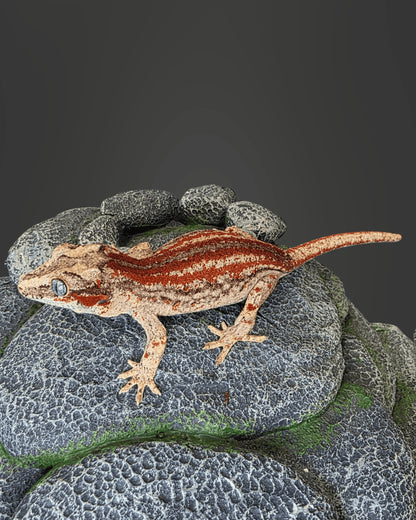 ANMD03 - R. AURICULATUS RED STRIPE 0.1