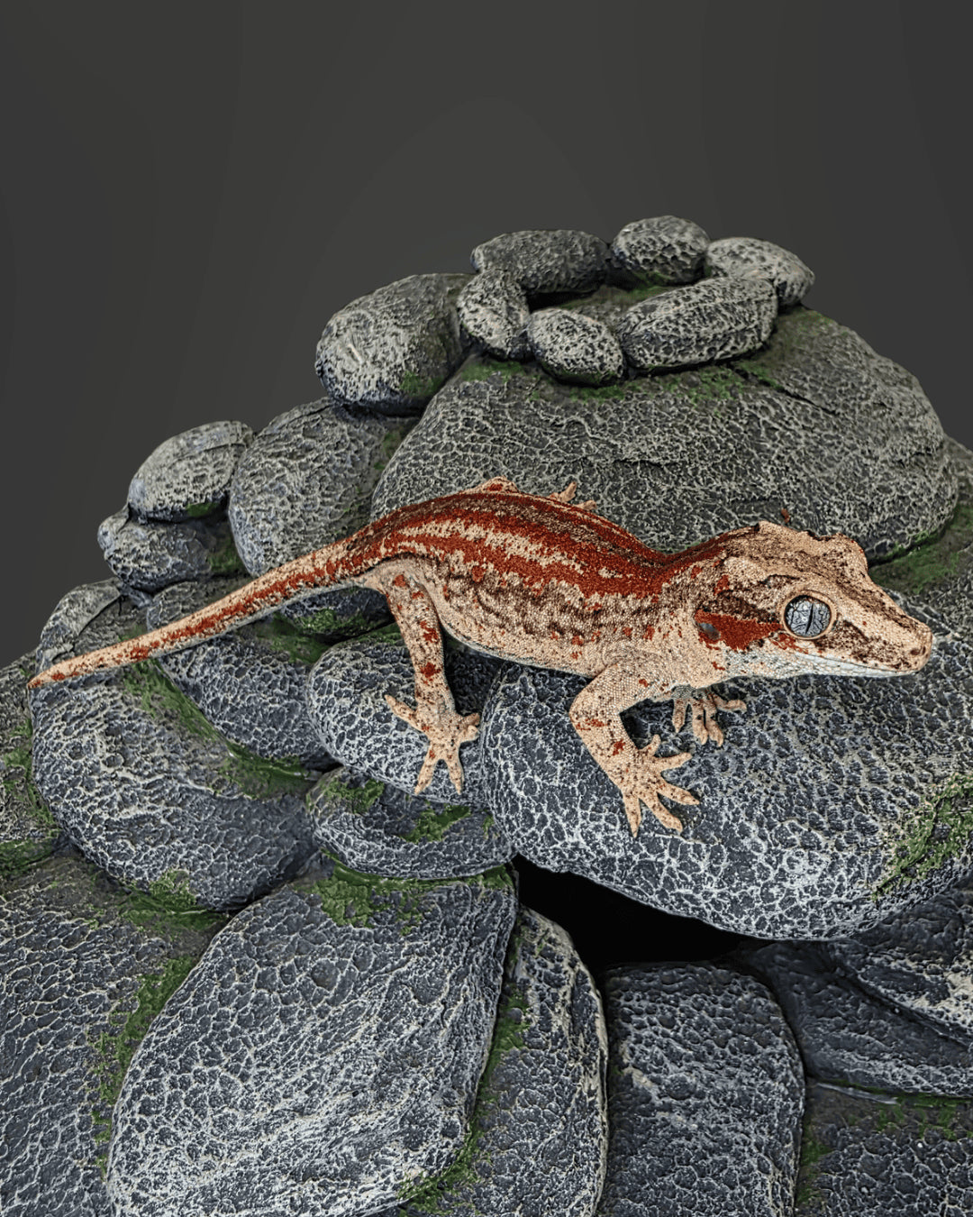 ANMD03 - R. AURICULATUS RED STRIPE 0.1