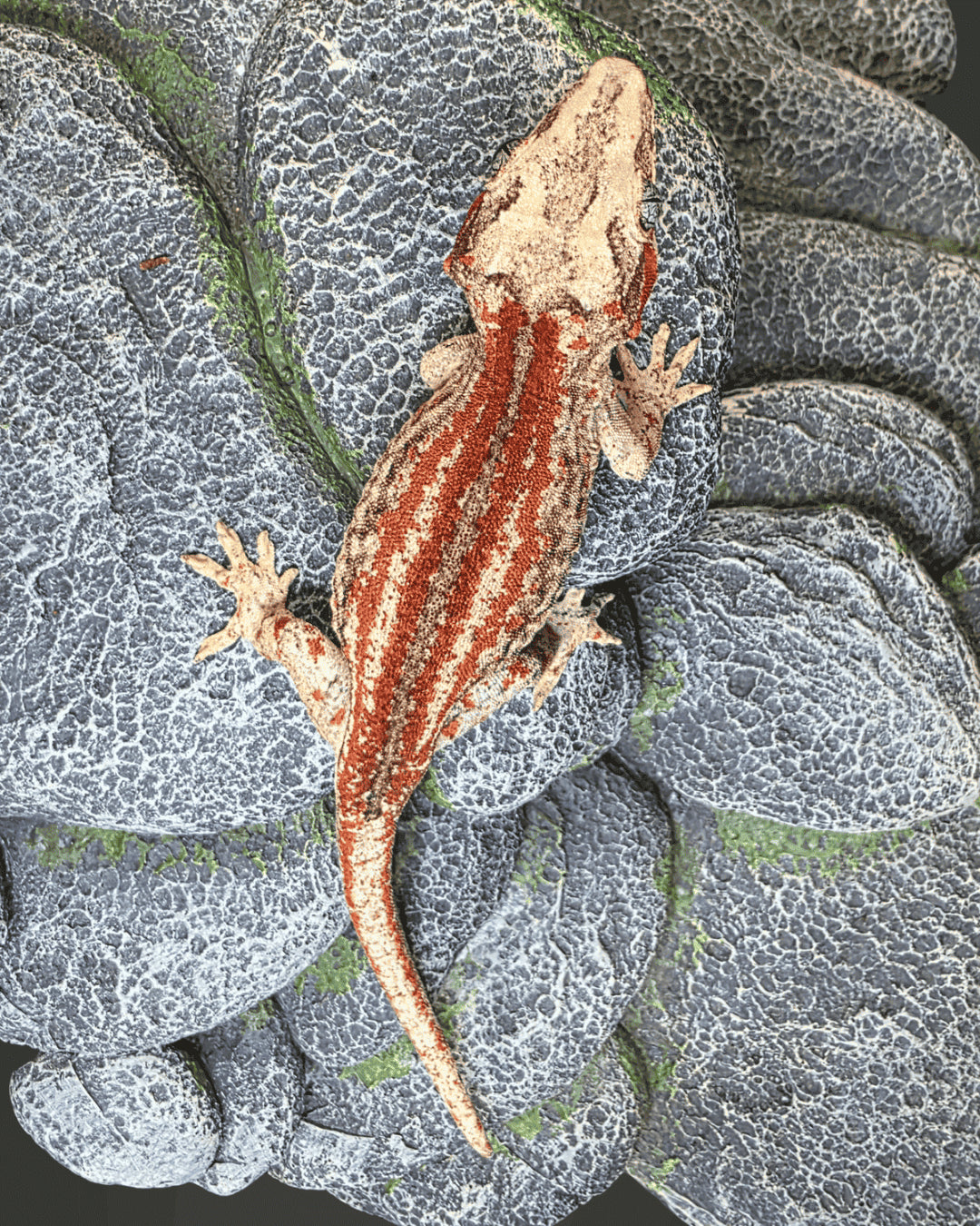 ANMD03 - R. AURICULATUS RED STRIPE 0.1