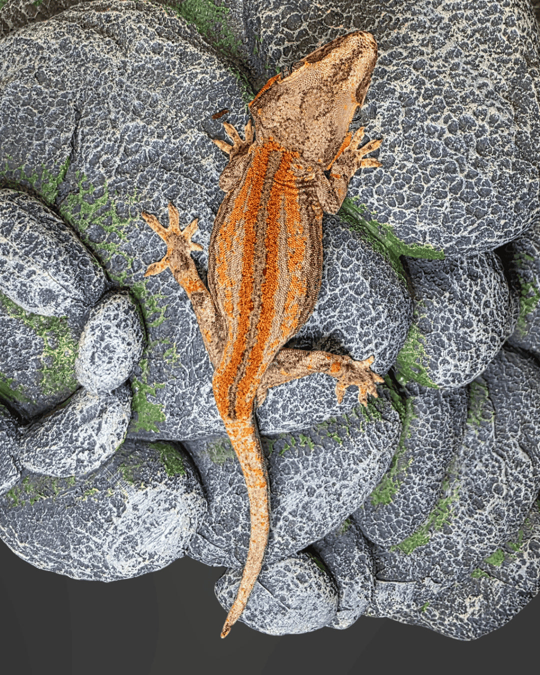 ANMD04 - R. AURICULATUS RED STRIPE 1.0