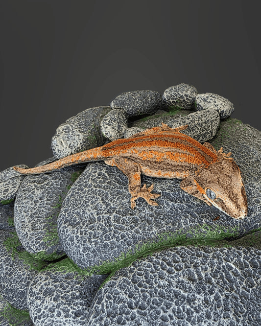 ANMD04 - R. AURICULATUS RED STRIPE 1.0