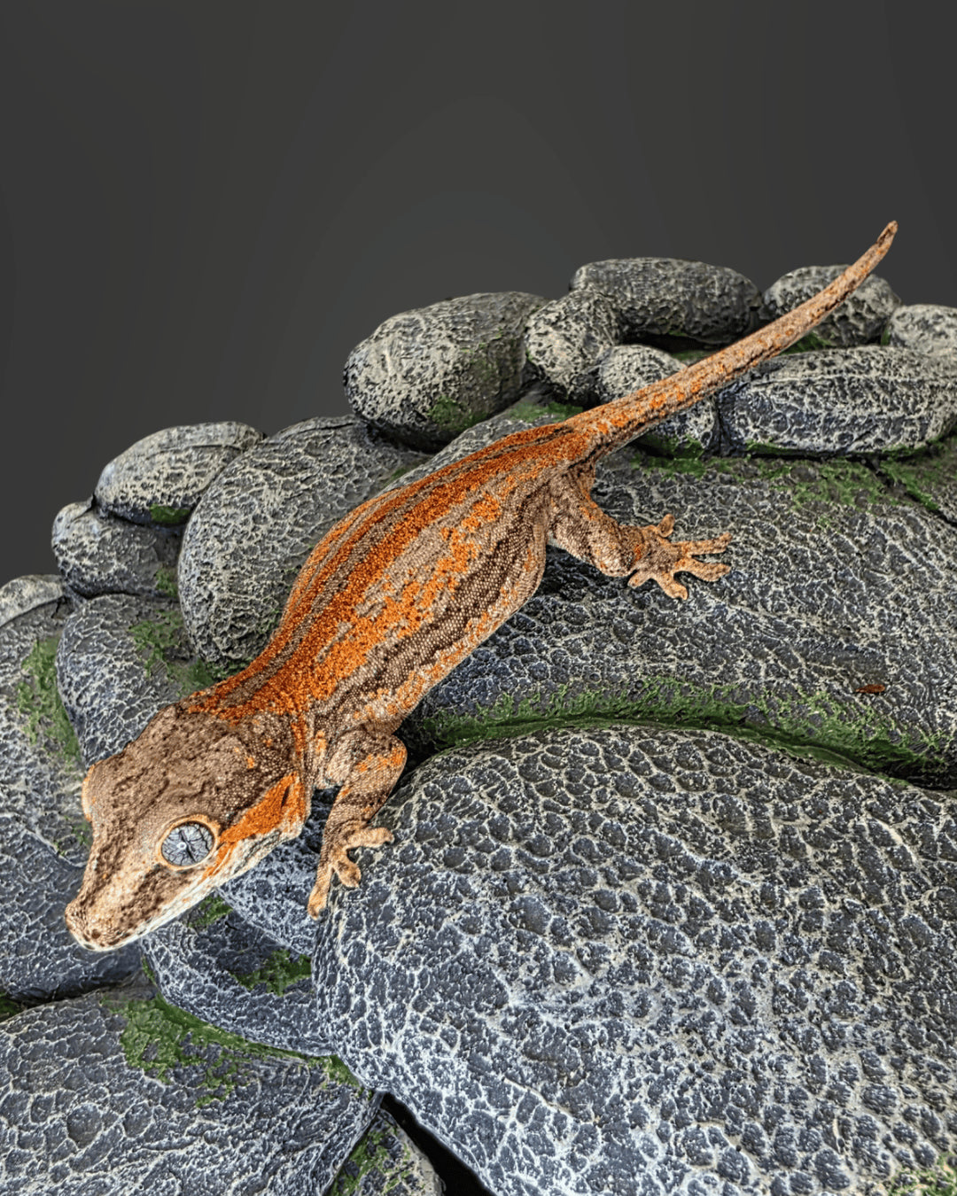 ANMD04 - R. AURICULATUS RED STRIPE 1.0