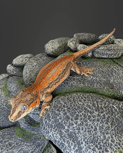 ANMD04 - R. AURICULATUS RED STRIPE 1.0