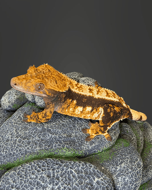 CHS101 - C. CILIATUS TRICOLOR 0.1