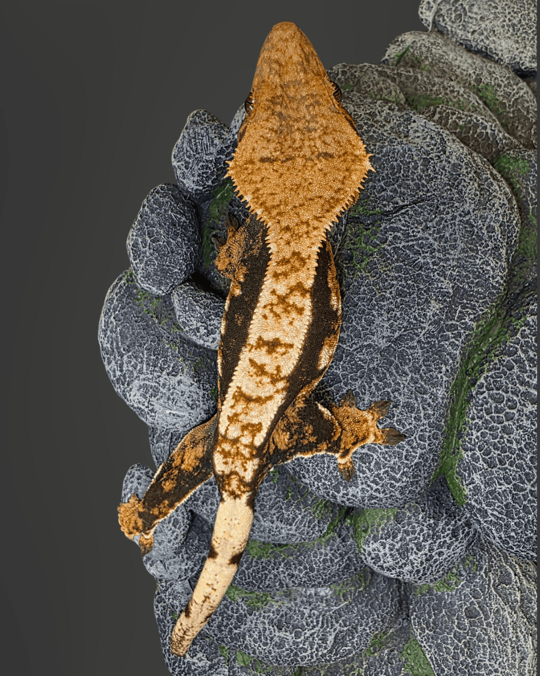 CHS101 - C. CILIATUS TRICOLOR 0.1