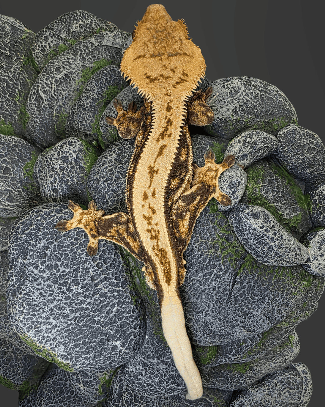 CL04 - C. CILIATUS TRICOLOR 100 % PINSTRIPE MASCHIO