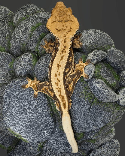 CL04 - C. CILIATUS TRICOLOR 100 % PINSTRIPE MASCHIO