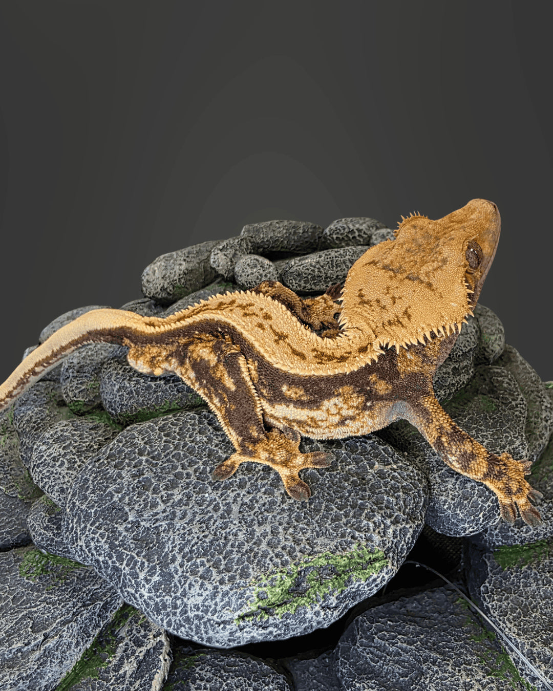 CL04 - C. CILIATUS TRICOLOR 100 % PINSTRIPE MASCHIO