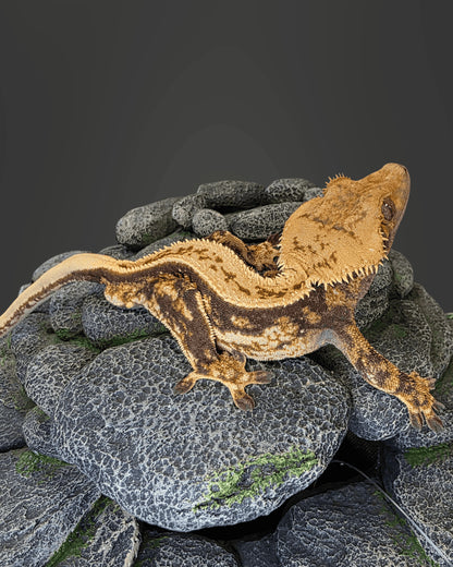 CL04 - C. CILIATUS TRICOLOR 100 % PINSTRIPE MASCHIO