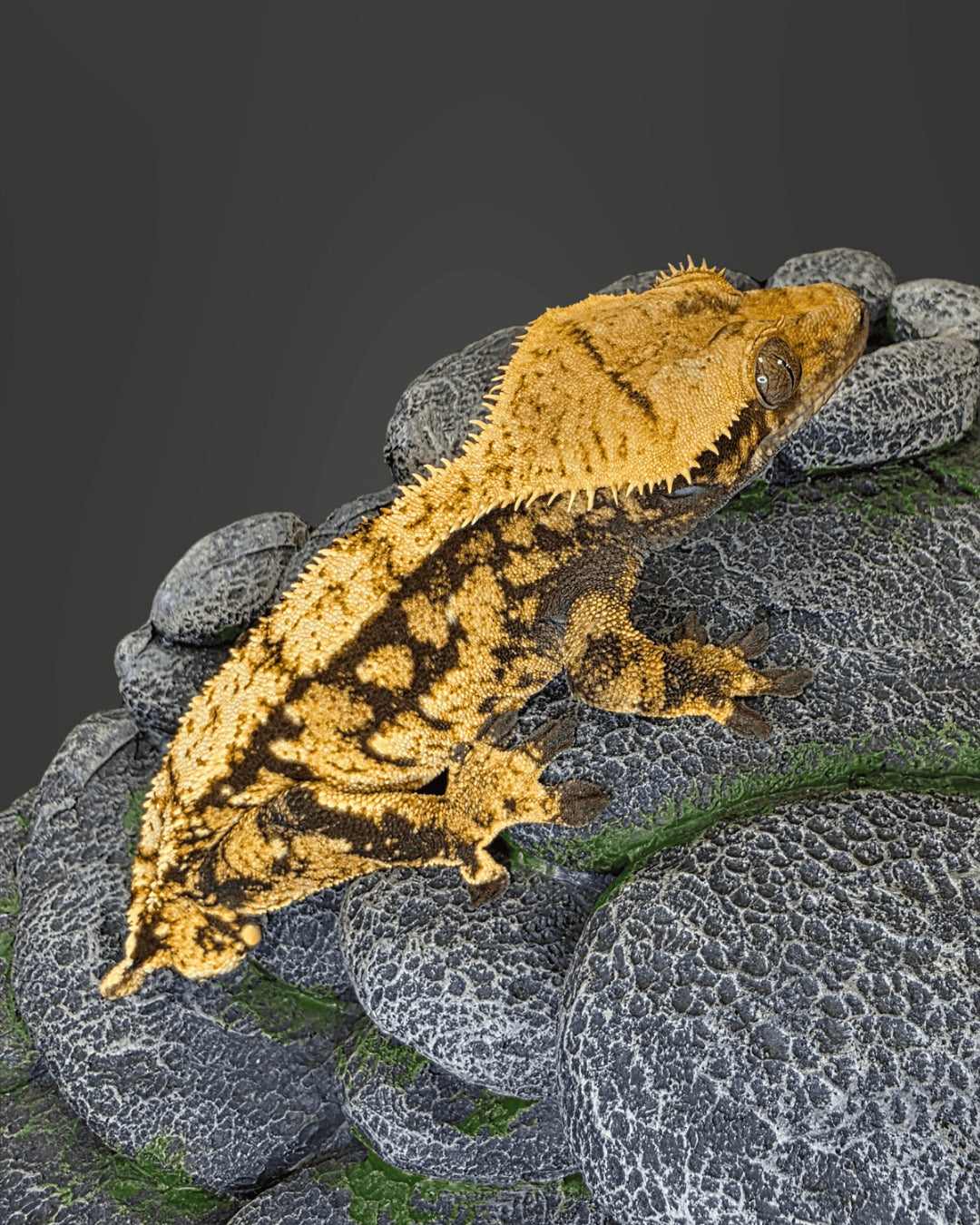 CL10 - C. CILIATUS EXTREME HARLEY MASCHIO