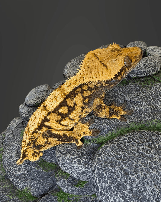 CL10 - C. CILIATUS EXTREME HARLEY MASCHIO