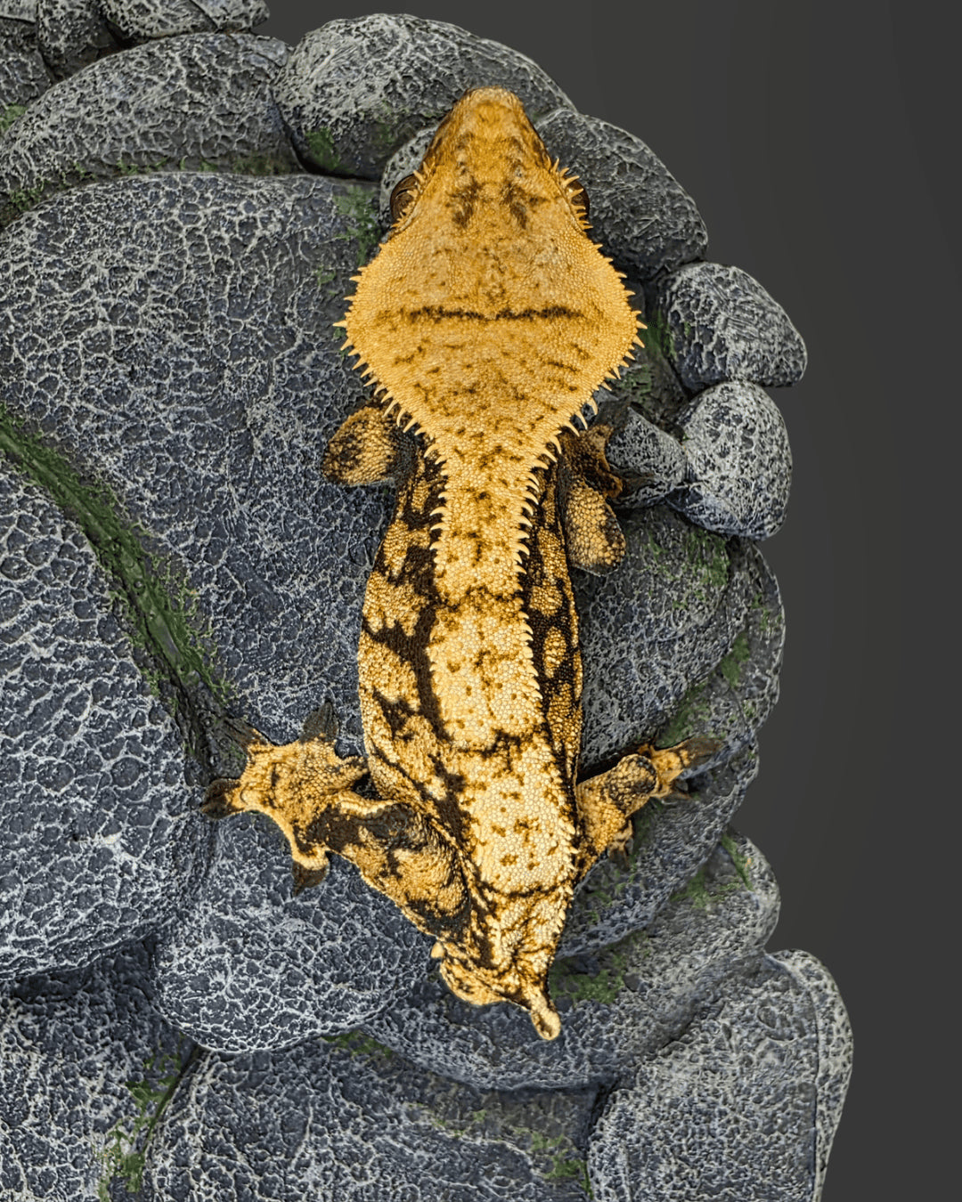 CL10 - C. CILIATUS EXTREME HARLEY MASCHIO
