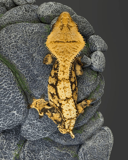 CL10 - C. CILIATUS EXTREME HARLEY MASCHIO