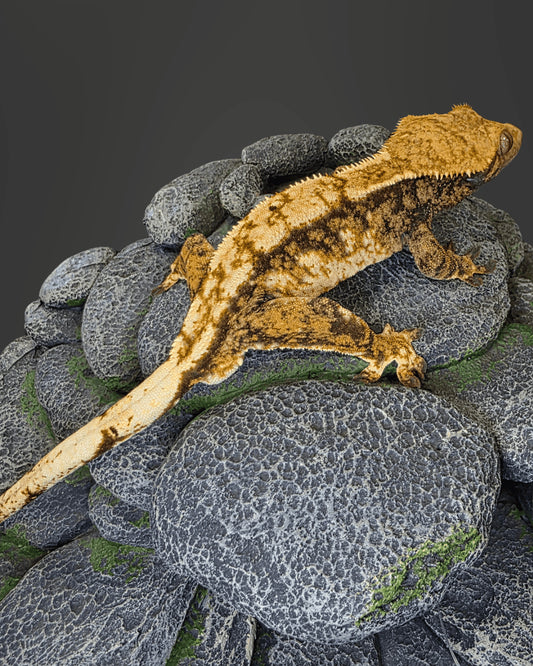 CL55 - C. CILIATUS TRICOLOR 1.0