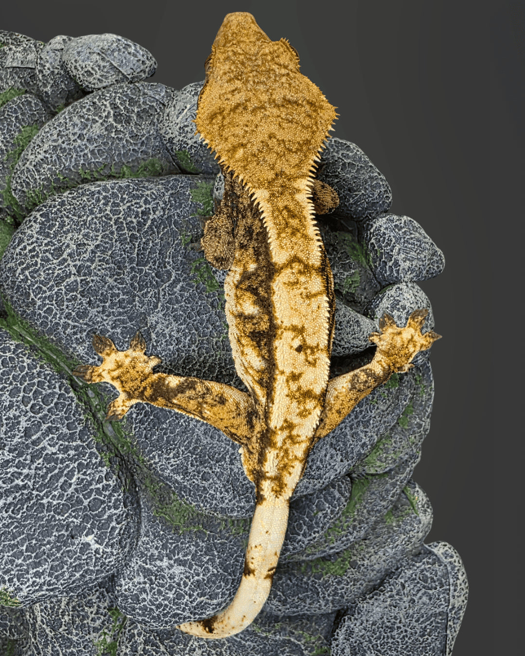 CL55 - C. CILIATUS TRICOLOR 1.0