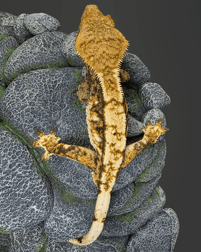 CL55 - C. CILIATUS TRICOLOR 1.0
