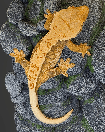 CM23 - C. CILIATUS TRICOLOR WW LINE  0.1