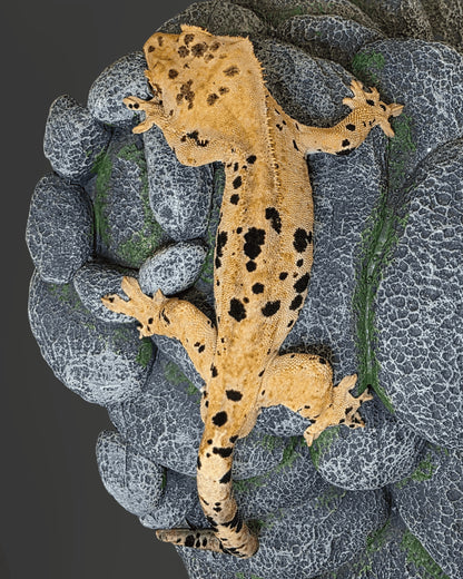 CM70 - C. CILIATUS SUPERDALMATIAN MASCHIO
