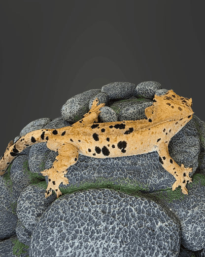 CM70 - C. CILIATUS SUPERDALMATIAN MASCHIO