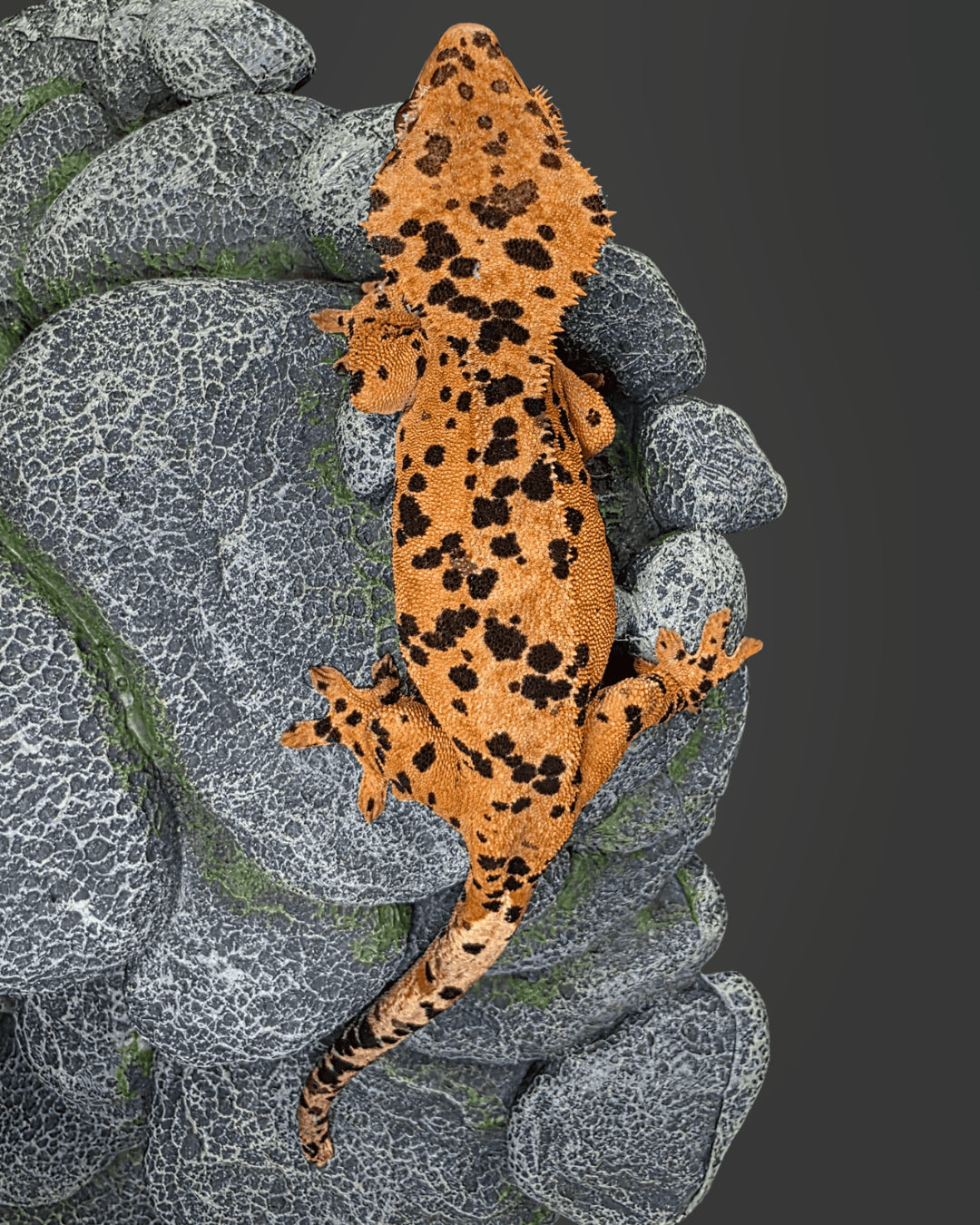 CM07 - C. CILIATUS SUPERDALMATIAN FEMMINA