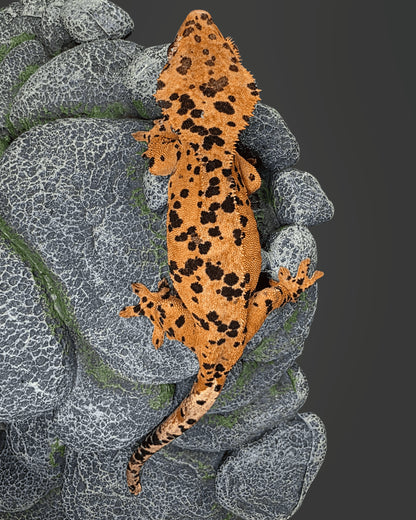 CM07 - C. CILIATUS SUPERDALMATIAN FEMMINA