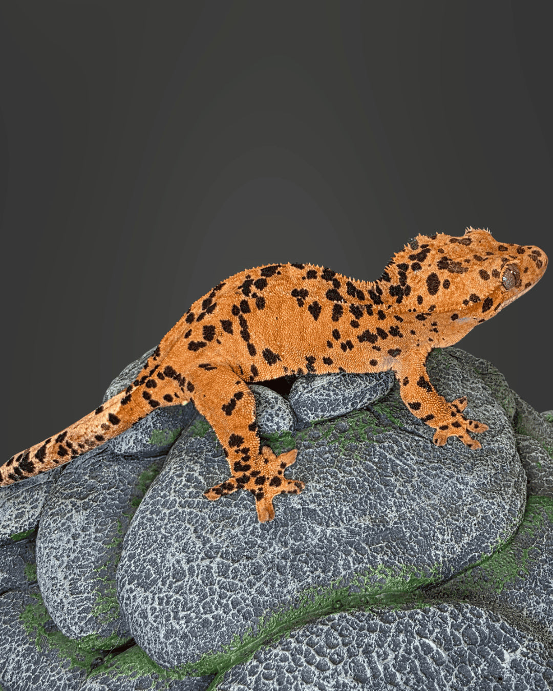 CM07 - C. CILIATUS SUPERDALMATIAN FEMMINA