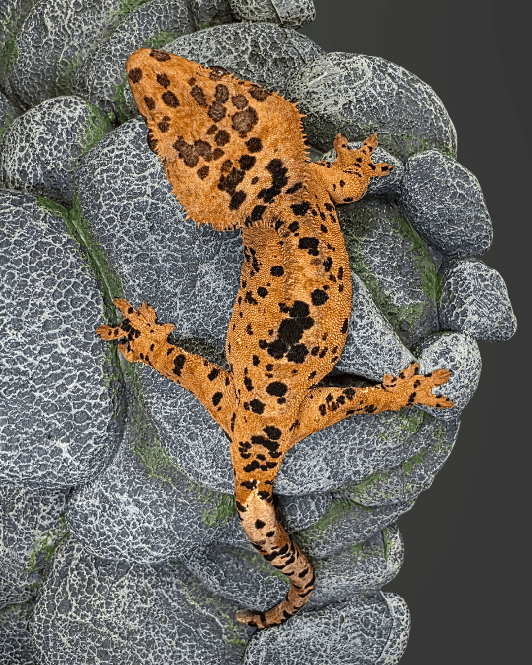 CM08 - C. CILIATUS SUPER DALMATIAN 0.1