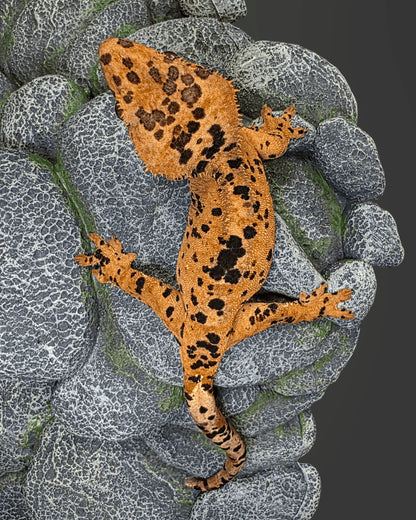 CM08 - C. CILIATUS SUPER DALMATIAN 0.1