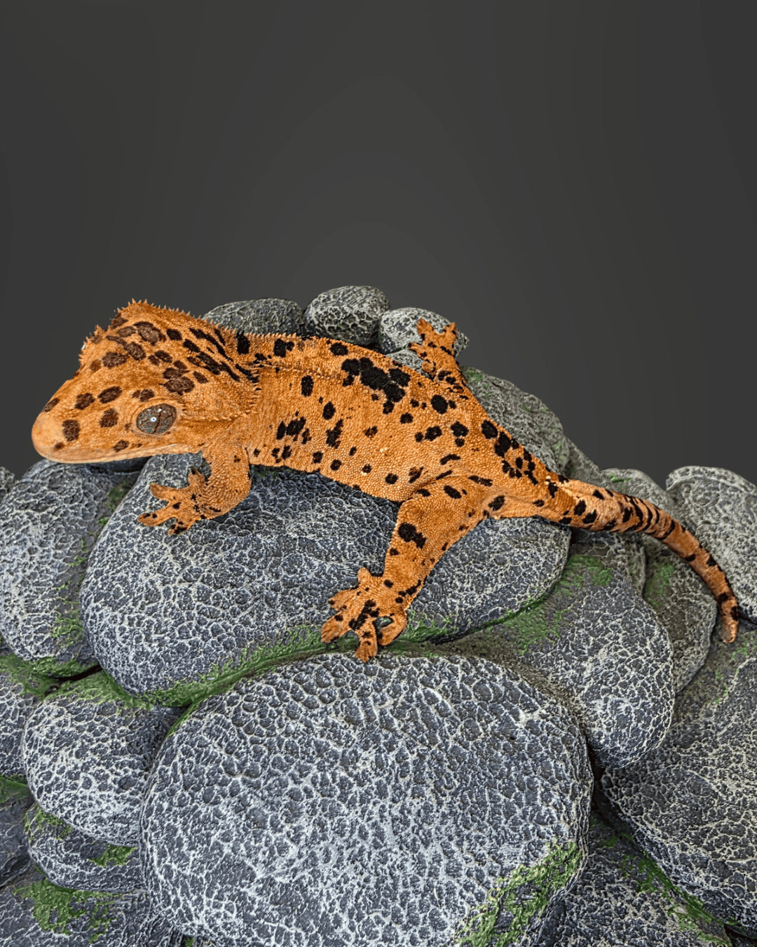 CM08 - C. CILIATUS SUPER DALMATIAN 0.1