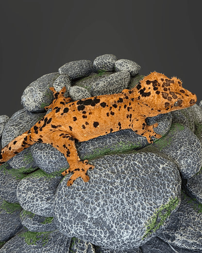 CM08 - C. CILIATUS SUPER DALMATIAN 0.1