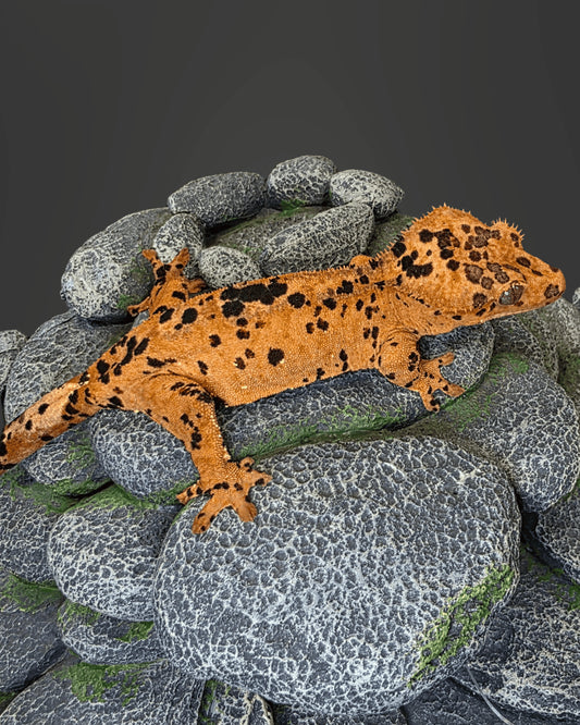 CM08 - C. CILIATUS SUPER DALMATIAN 0.1
