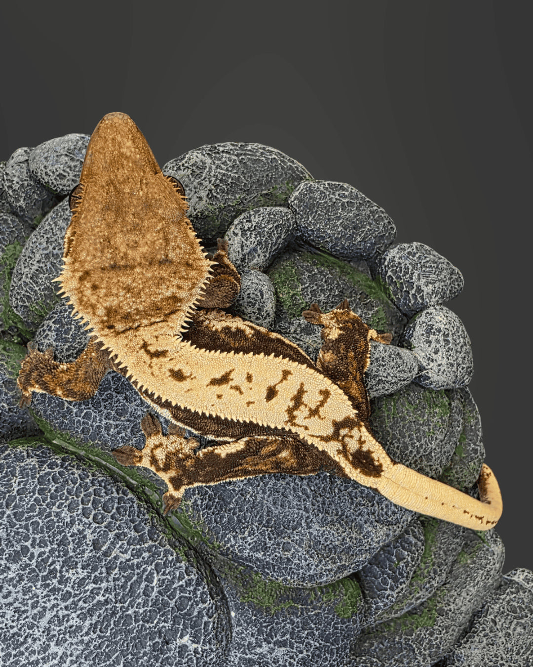 CM10 - C. CILIATUS TRICOLOR 100% PINSTRIPE 0.1