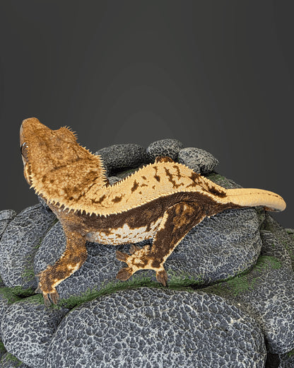 CM10 - C. CILIATUS TRICOLOR 100% PINSTRIPE 0.1