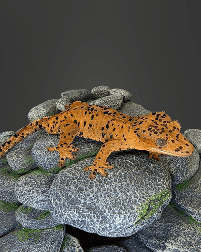 CM14 - C. CILIATUS SUPERDALMATIAN MASCHIO