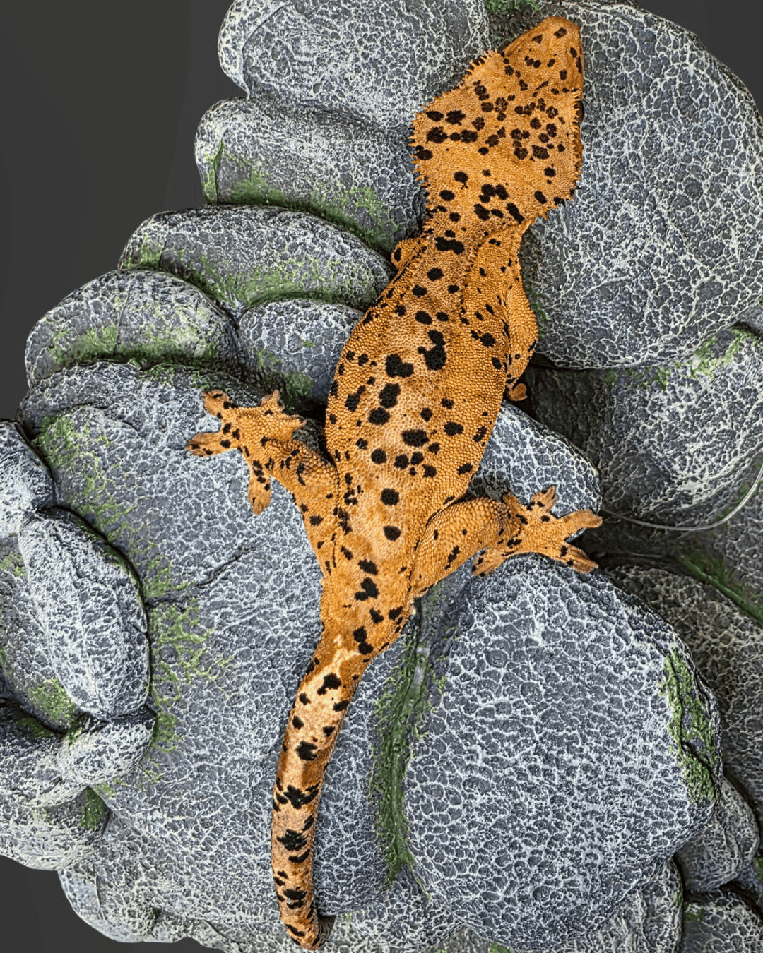 CM14 - C. CILIATUS SUPERDALMATIAN MASCHIO