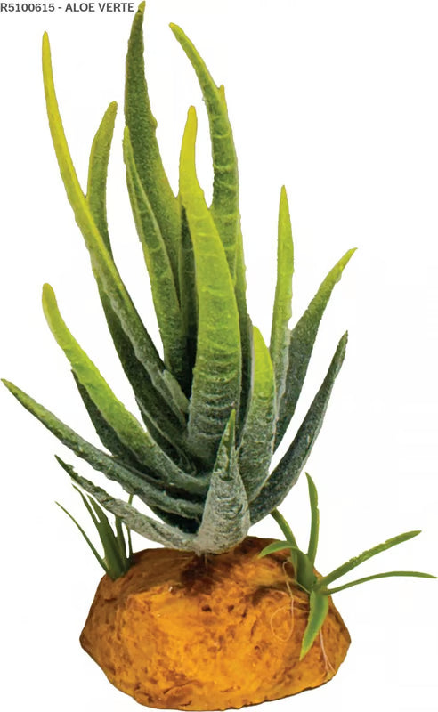 REPTO PLANT ALOE GREEN