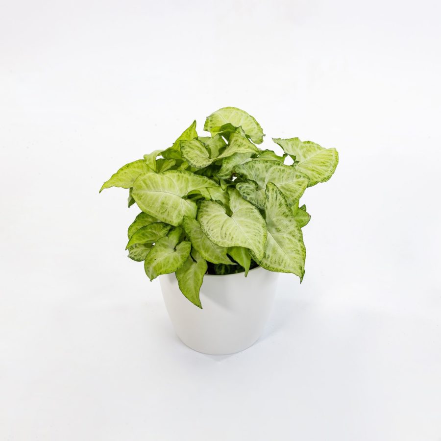 SYNGONIUM WHIRTE BUTTERFLY V12
