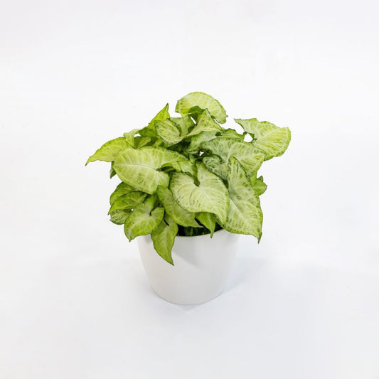 SYNGONIUM WHIRTE BUTTERFLY V12
