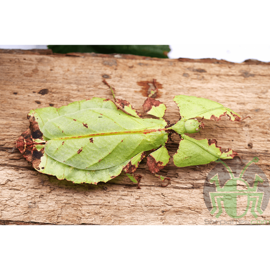 PHYLLIUM GIGANTEUM  insetto foglia verde
